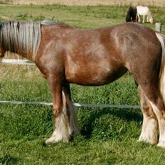 Irish Cob Tine's goldy