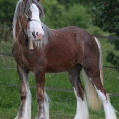 Irish Cob Tine's goldy