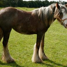 Irish Cob Tine's goldy