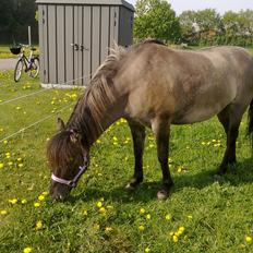 Anden særlig race Silke