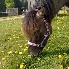 Anden særlig race Silke