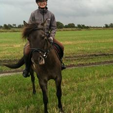 Anden særlig race Silke