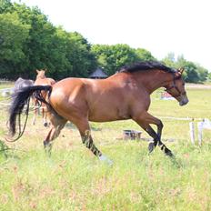 Hollandsk Varmblod Diesel