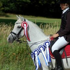 Tysk Sportspony Maidens Blush