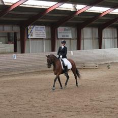 Anden særlig race Gavnbogaardens Felix