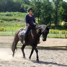 Anden særlig race Black Choise