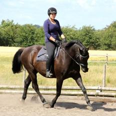 Anden særlig race Black Choise