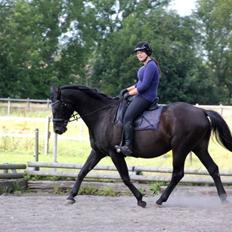 Anden særlig race Black Choise