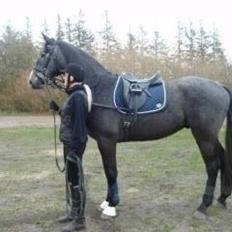 Dansk Varmblod Bugatti