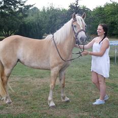 Haflinger Enghaves Bounty [Tidl. Hest]