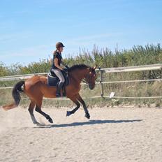 Anden særlig race Coco