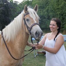 Haflinger Enghaves Bounty [Tidl. Hest]
