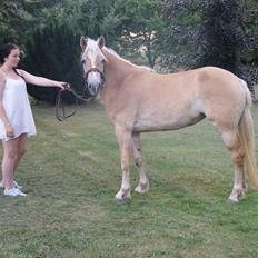 Haflinger Enghaves Bounty [Tidl. Hest]