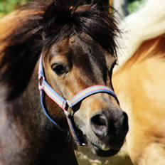 Shetlænder Hedelunds Malou