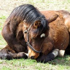 Dansk Varmblod Believe In Me