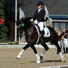 Welsh Partbred (Sec F) Bjerregårds Mozart