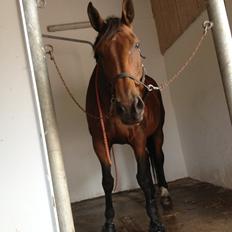 Dansk Varmblod Latin Star Bastbjerg