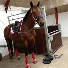 Dansk Varmblod Latin Star Bastbjerg