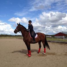 Dansk Varmblod Latin Star Bastbjerg