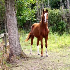 Anden særlig race High Heeled Halo