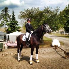 Dansk Varmblod I´matric