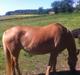 Palomino Blondie