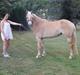 Haflinger Enghaves Bounty [Tidl. Hest]
