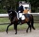 Dansk Varmblod Heartbreakers Touchy