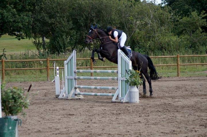 Dansk Varmblod - Carnival (B-HEST) [HIMMEL HEST] - 6) billede 6