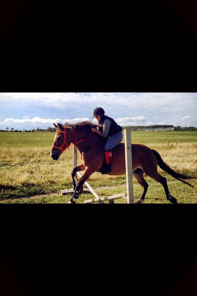 Koldblodstraver Tronilla - 9/8 - 2013 <3 billede 15