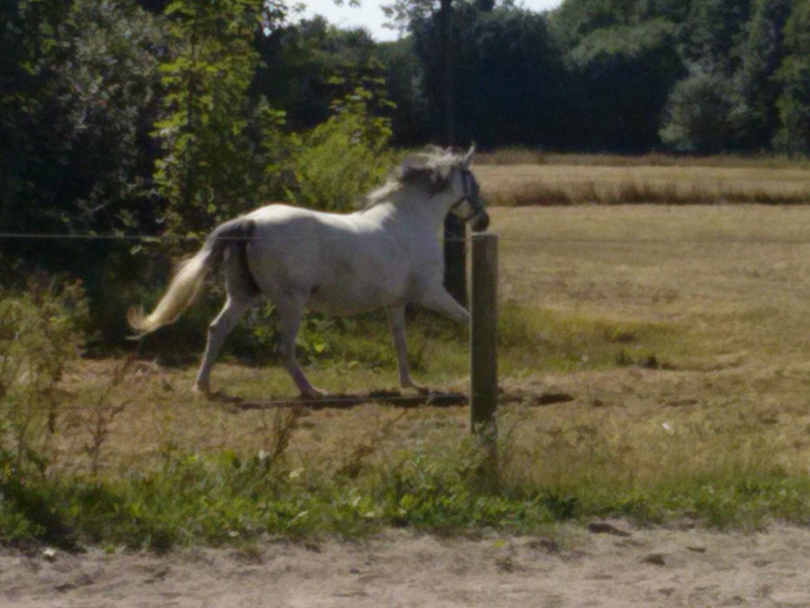 Hollandsk Sportspony Moonligt - der galopere hun på fold
 billede 12