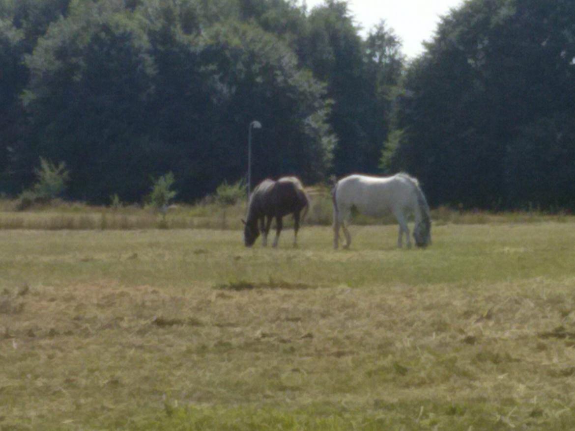 Hollandsk Sportspony Moonligt - der hun på fold med sin veninde billede 13