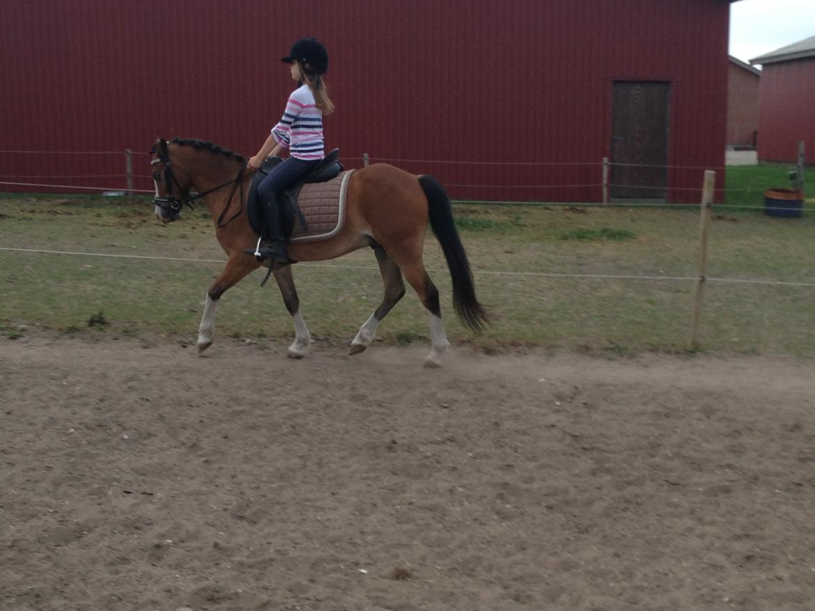 Anden særlig race Scooby doo billede 9