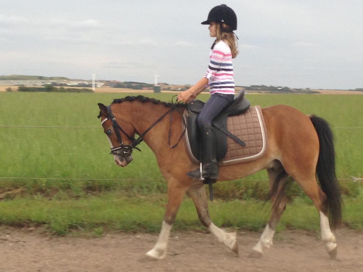 Anden særlig race Scooby doo billede 10