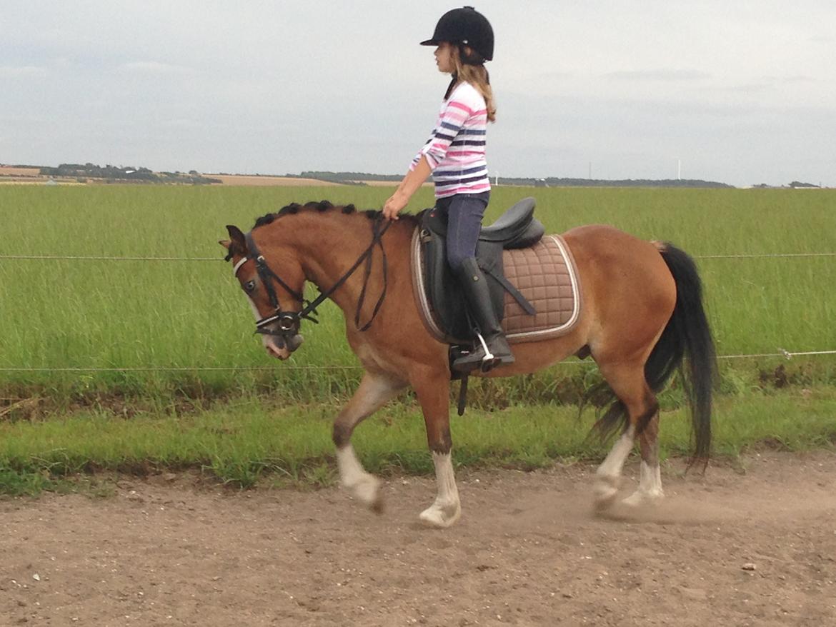 Anden særlig race Scooby doo billede 11