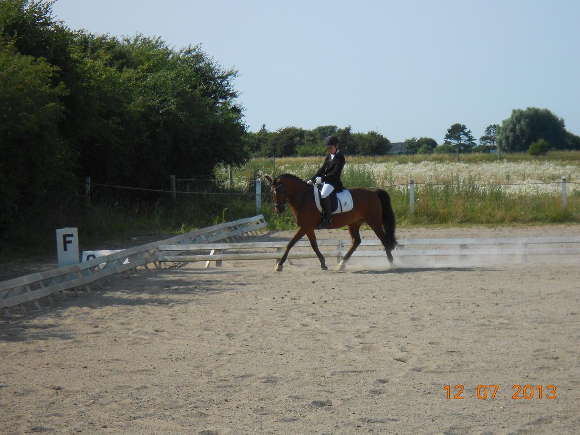 DSP Sultan fra Højbo<3 billede 2