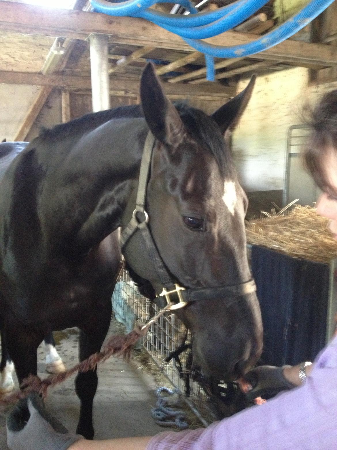 Oldenborg Solhøj's Maximus D M - Maximus billede 15