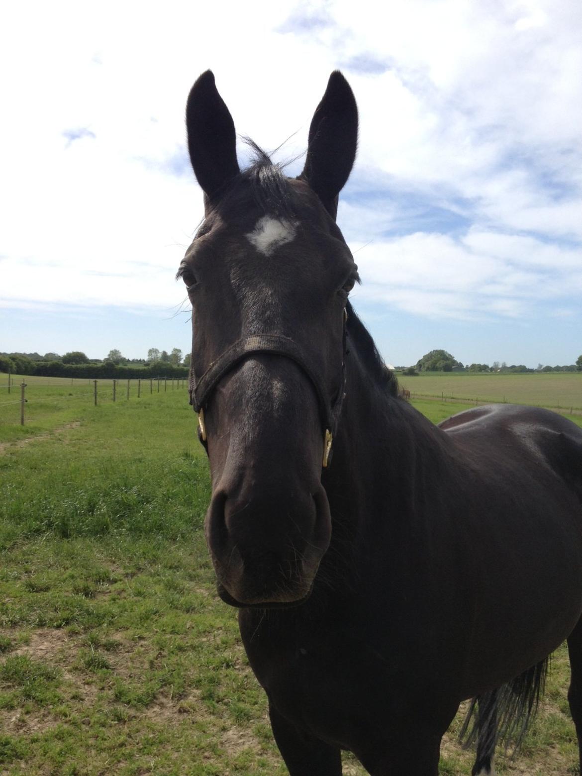 Oldenborg Solhøj's Maximus D M - På fold billede 7