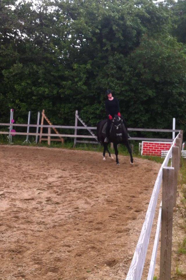 Oldenborg Solhøj's Maximus D M - Ha ha letridning. billede 12