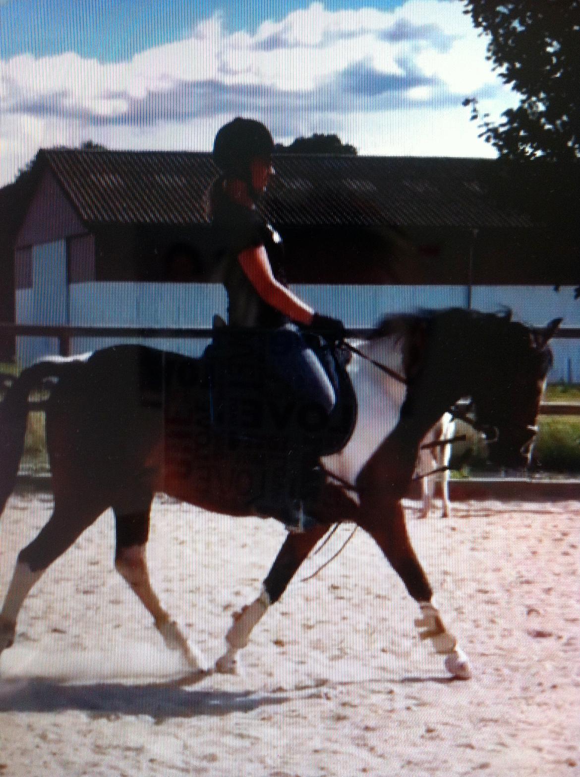 Anden særlig race Ameysing <3 - Dressur efter pause:-) billede 13