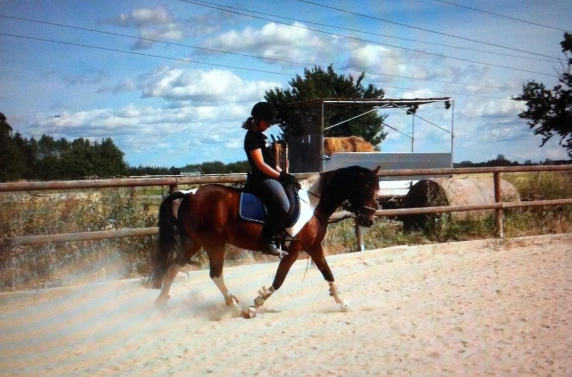 Anden særlig race Ameysing <3 billede 15