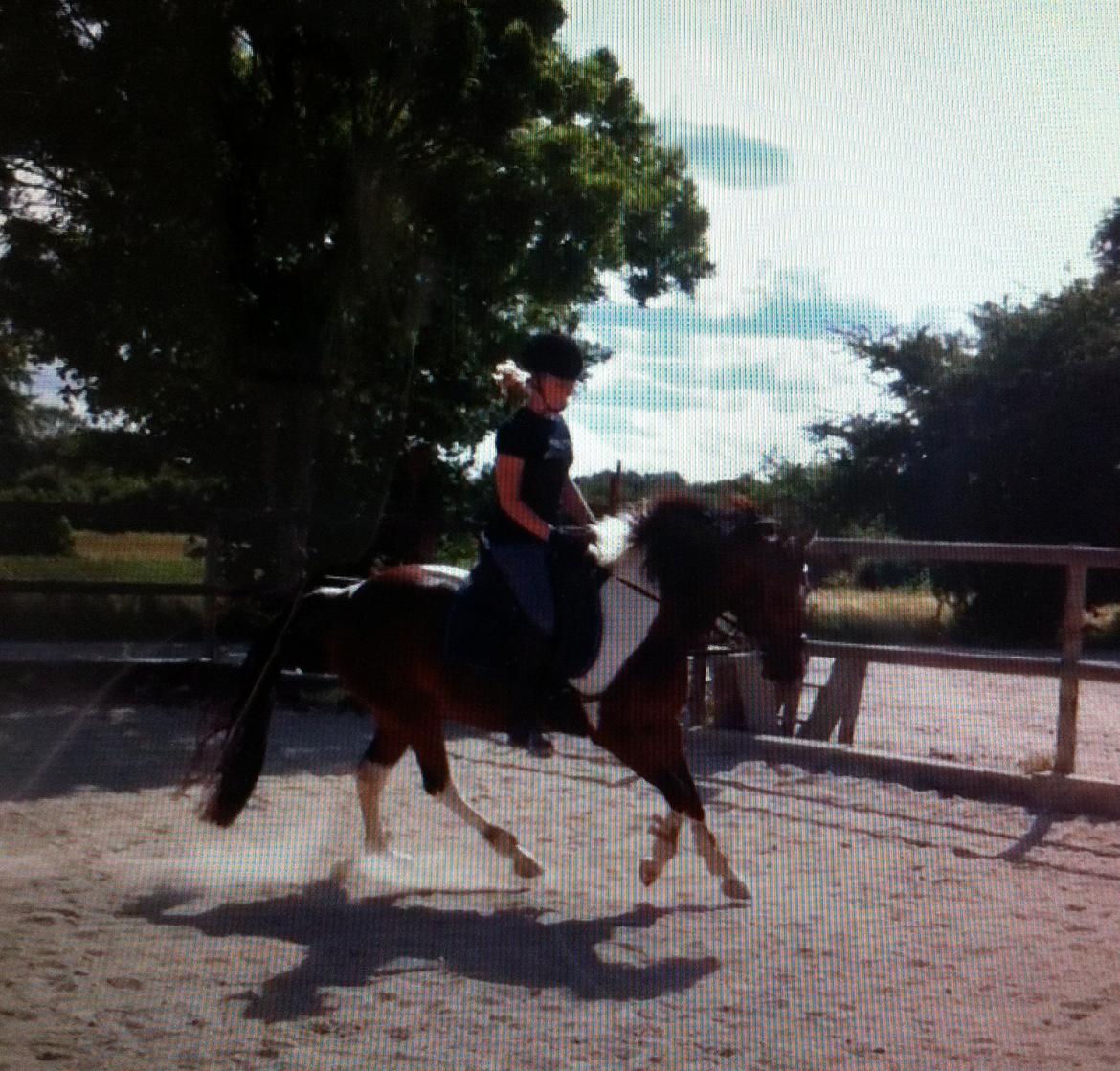 Anden særlig race Ameysing <3 - Galop. beklager kvalitet. billede 17