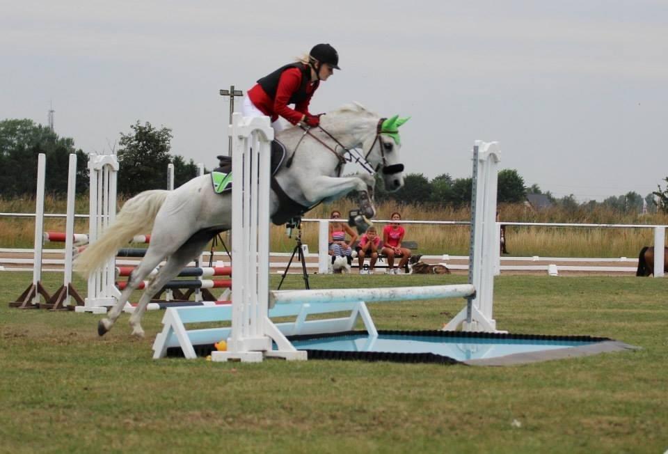 DSP Præstemarkens Mahogni |Honey| - Sara & Honey <3 LA i Slangerup Lynge. Foto af| KDJ Foto
 billede 6