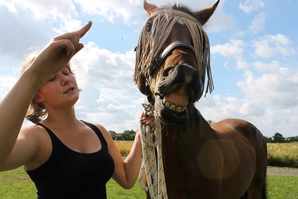 Dansk Varmblod Stenager's Remember Me - Smilende skønhed ;-) billede 1