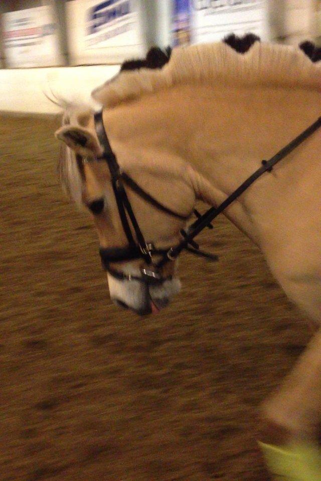 Fjordhest Gypsi (Dibsi) billede 13