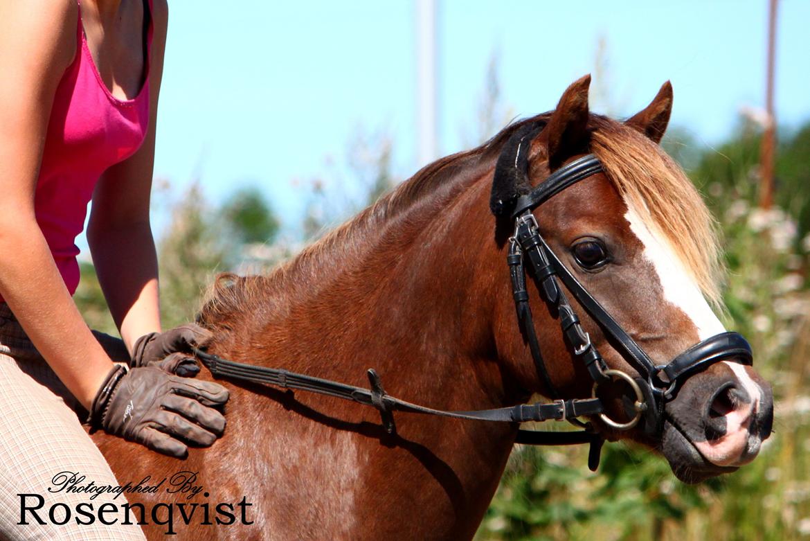 Welsh Pony (sec B) Maccoy, (Udlånt). Ejer: Annika Rosenqvist billede 2
