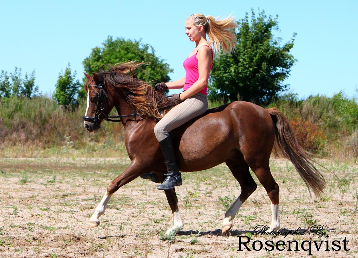 Welsh Pony (sec B) Maccoy, (Udlånt). Ejer: Annika Rosenqvist - Emma på ferie hos Maccoy og mig og selvfølelig skulle hun lige have en tur som hun plejer. Emma er blevet noget ældre og større end sidst de så hinanden men heldigvis vejer hun ikke for meget til at ride på ham.  billede 4