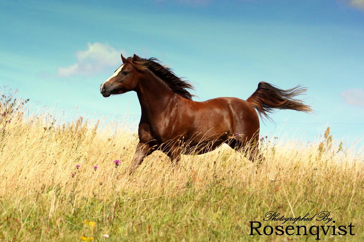 Welsh Pony (sec B) Maccoy, (Udlånt). Ejer: Annika Rosenqvist - Min lille vildbasse :) billede 3
