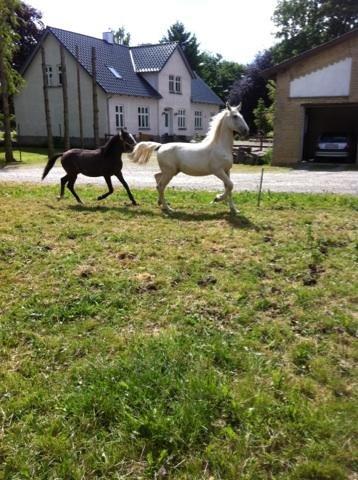 Palomino MiTho`s Diablo Blanco billede 2