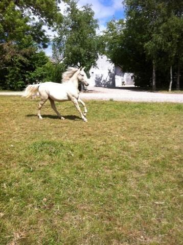 Palomino MiTho`s Diablo Blanco billede 3